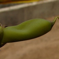 Crotalaria retusa L.